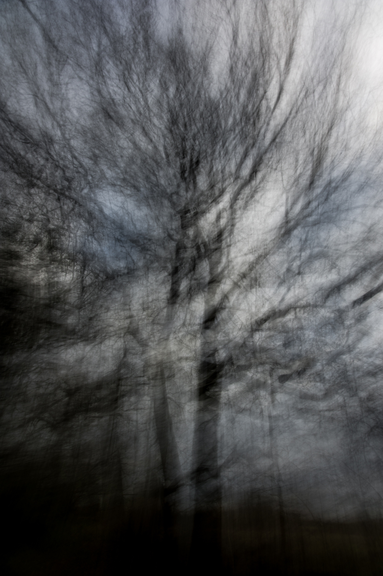 Tangle Wood