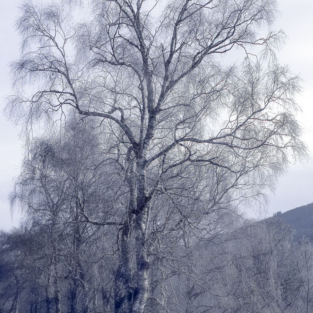 Filigree Nature