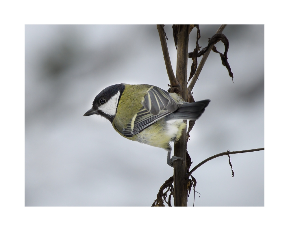 Great tit