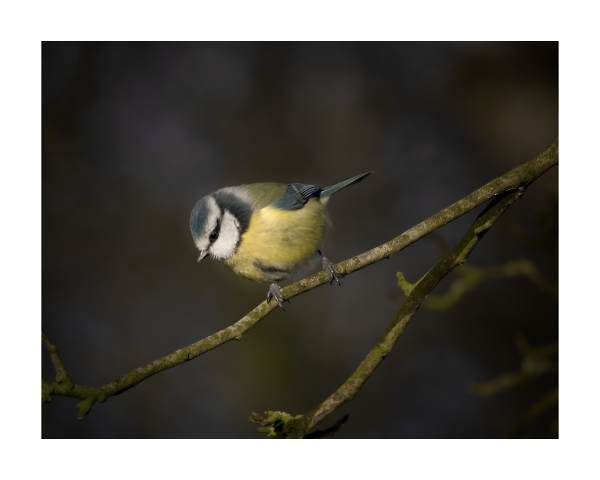 Blue tit
