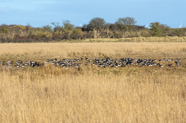 Brent Geese