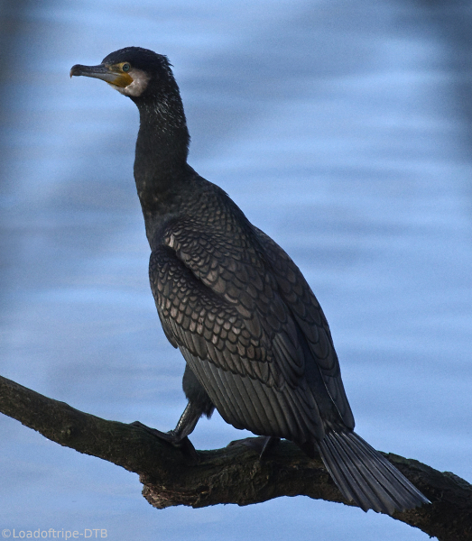 Cormorant.