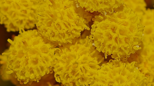 Curry plant