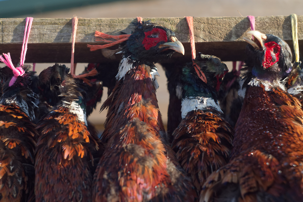 Hanging Pheasants