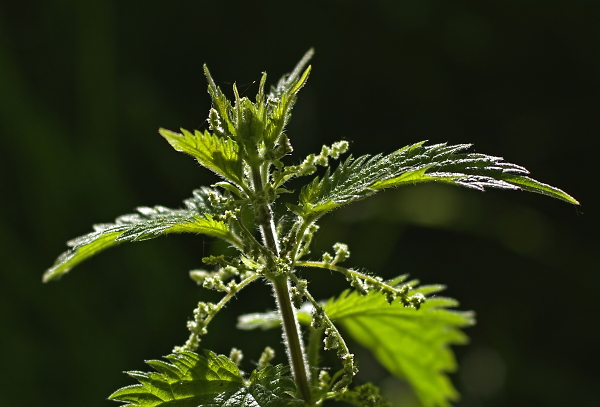 Nettle