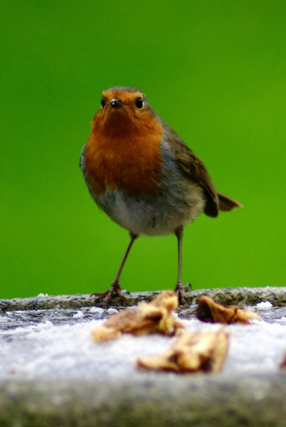 Panetone eating Robin