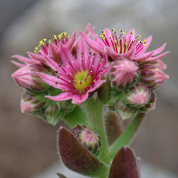 Sedum Flower Head