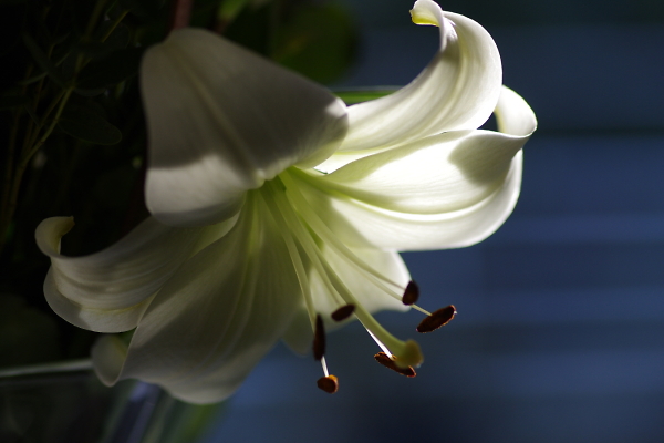 Sunlit on a Windowsill