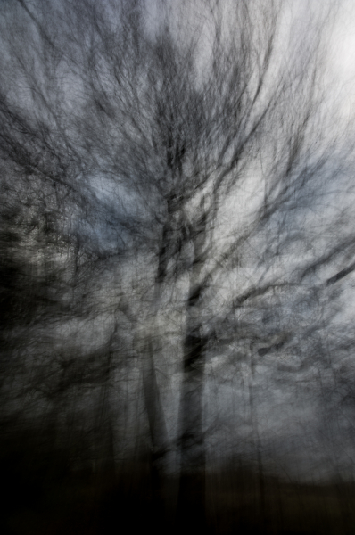 Tangle Wood