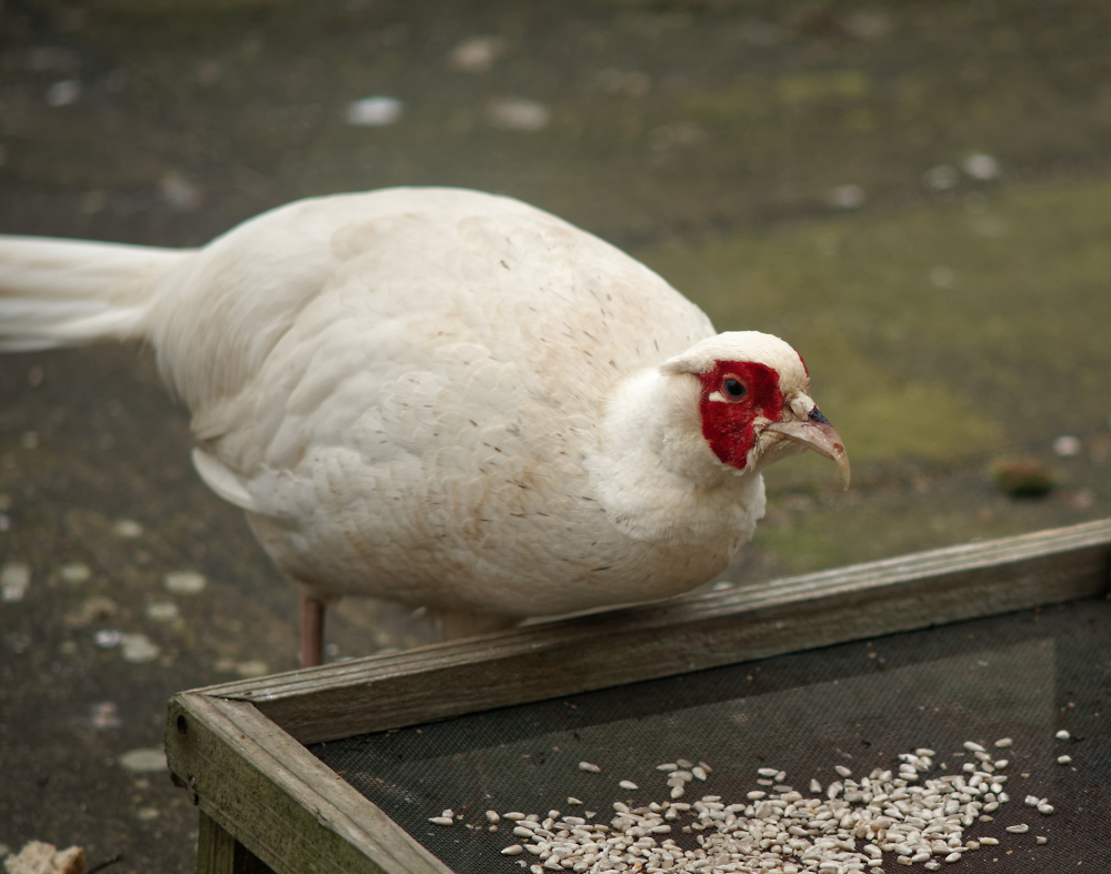 An Unexpected Visitor - White Pheasant