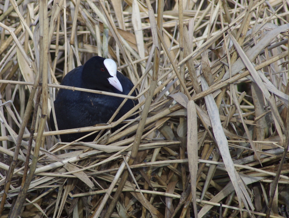 Coot in Reeds