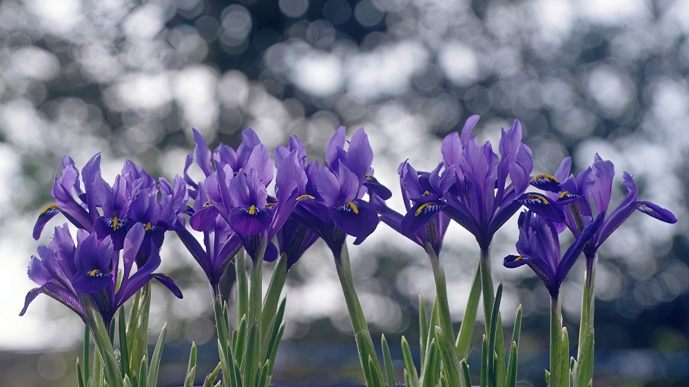 Early irises.