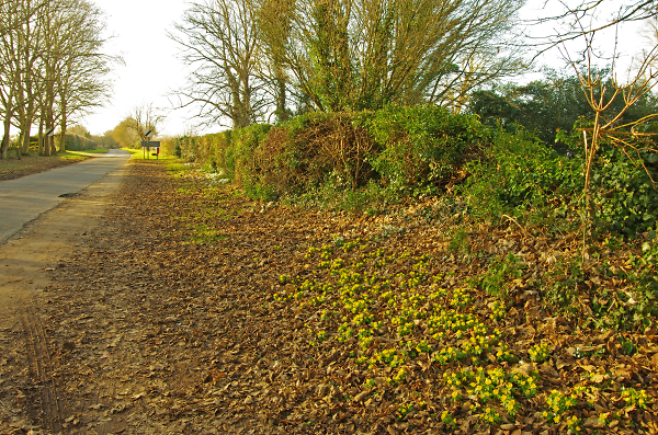 Aconites and Snowdrops