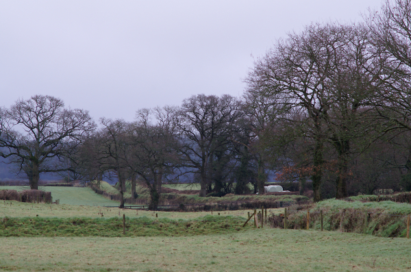 Devon Mild Mid-Winter Farmland