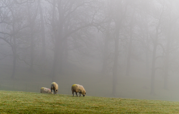 Mist and Sheep in Crows-Wood.