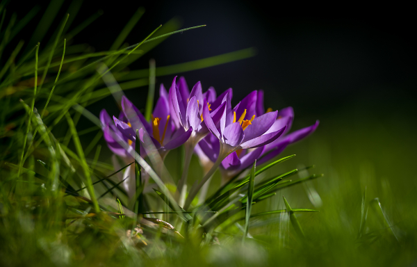 Nearly Spring!