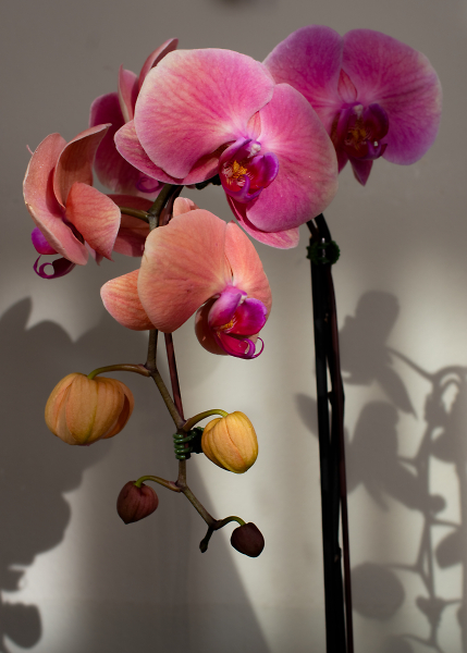 Orchids a Go-Go