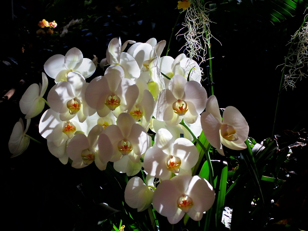 Orchids