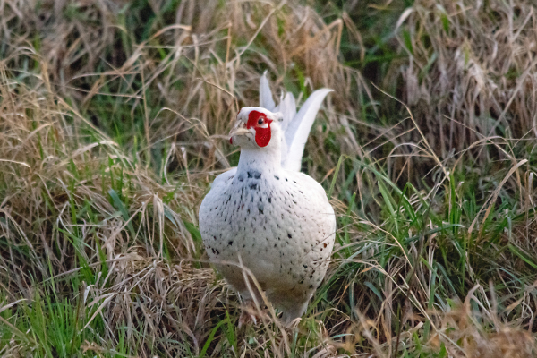 White Pheasant