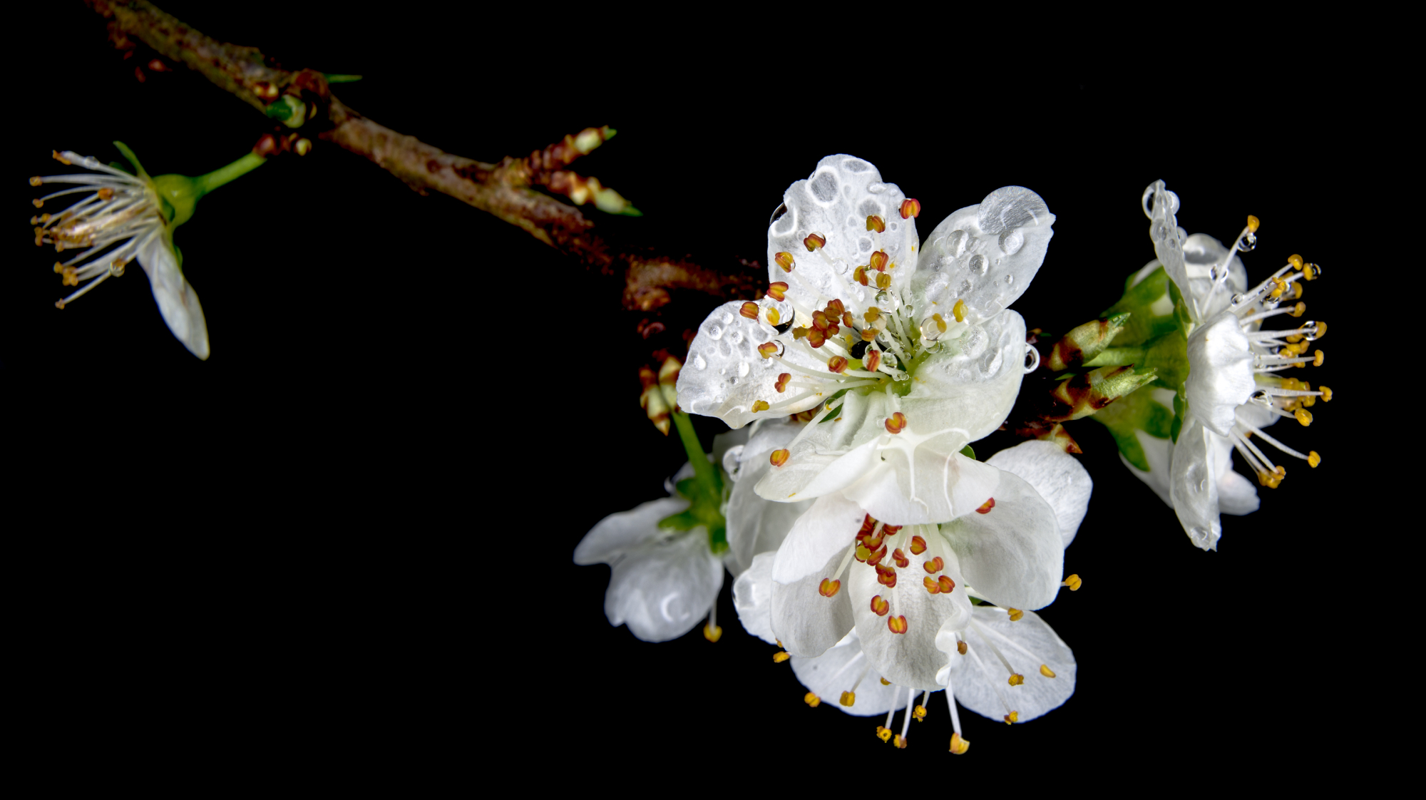 Damson Blossom