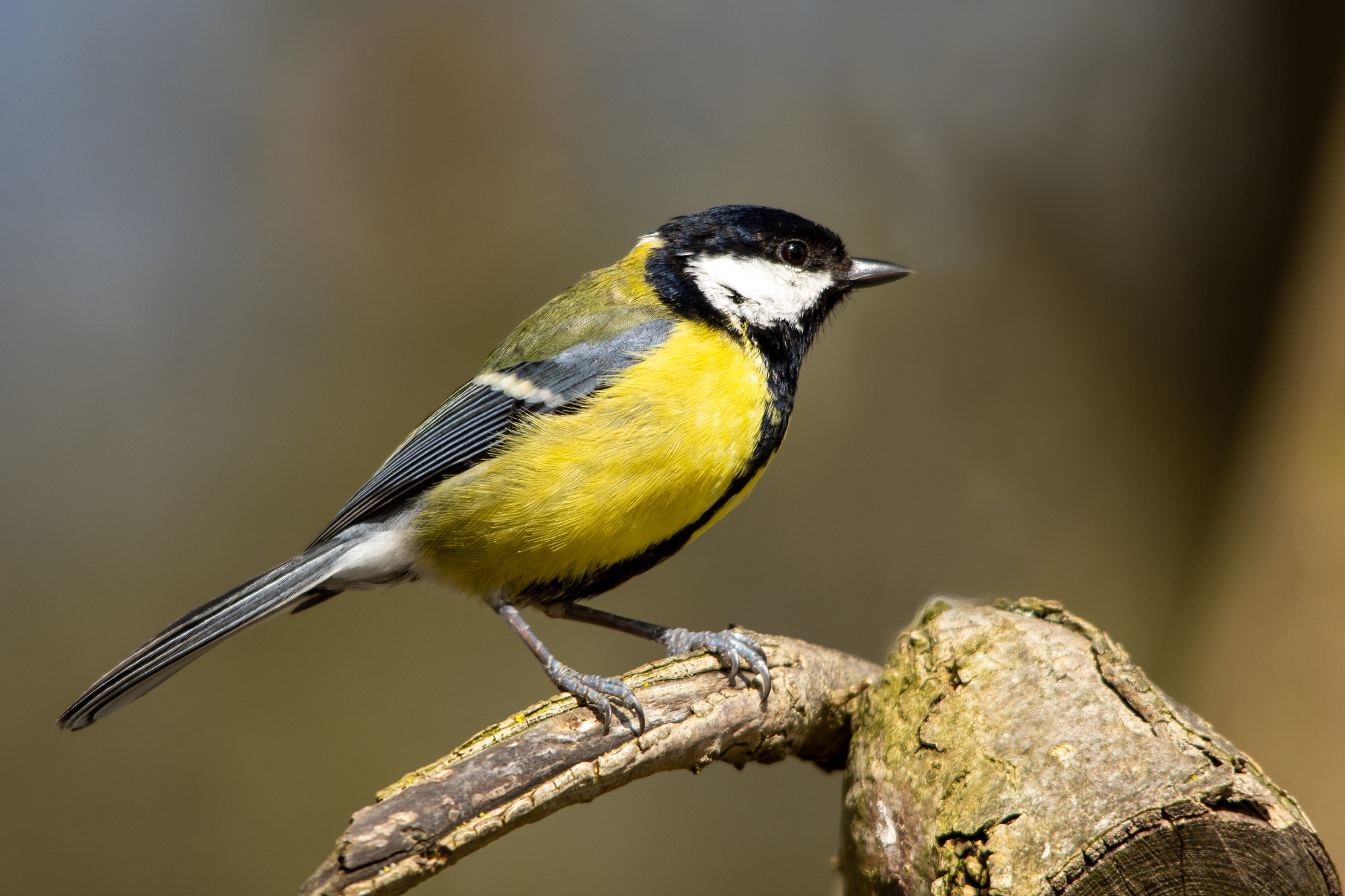 Great Tit
