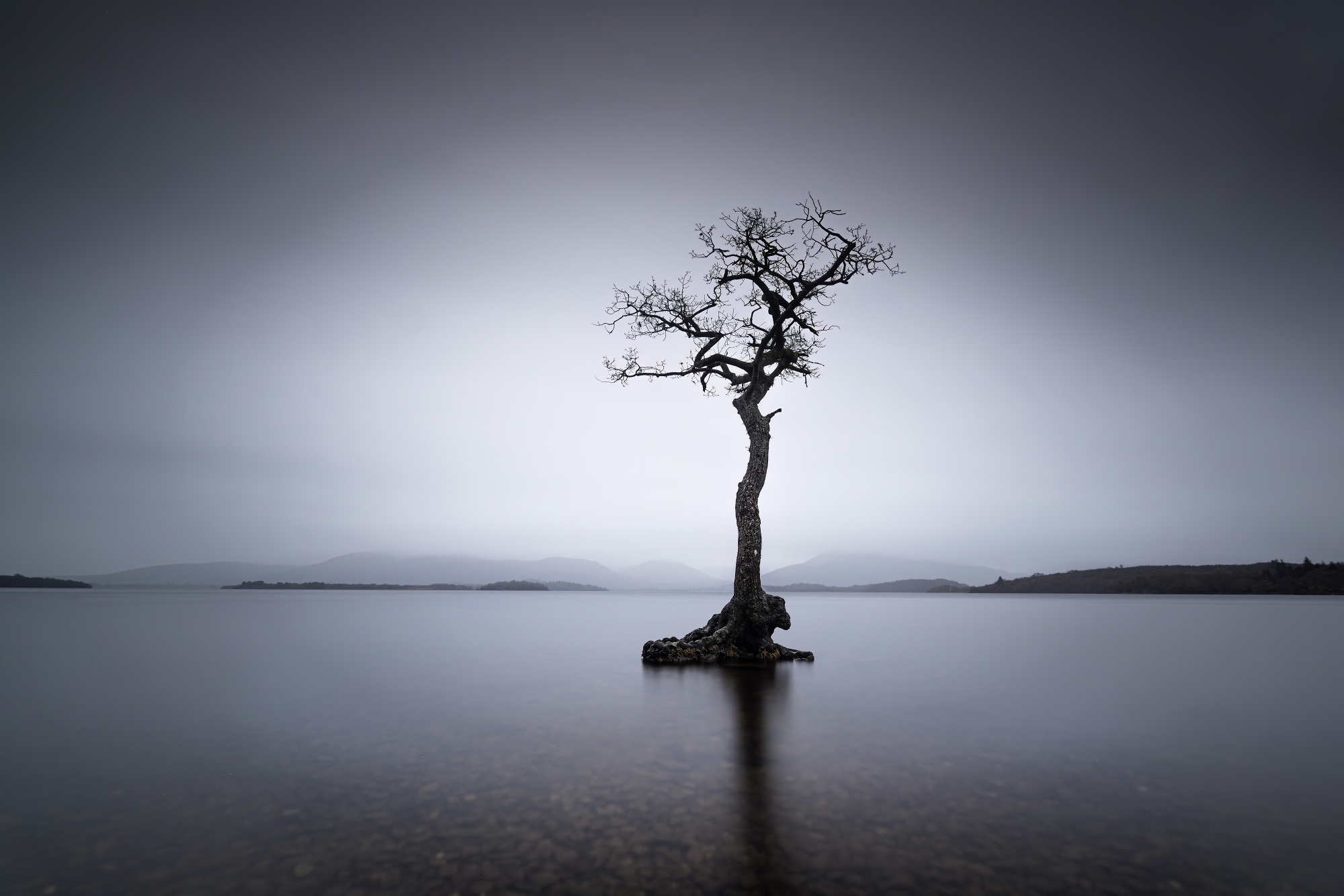 Lone Tree