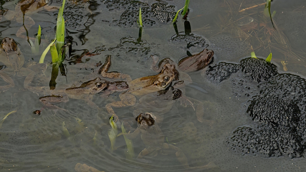 Absolute mayhem in the pond.
