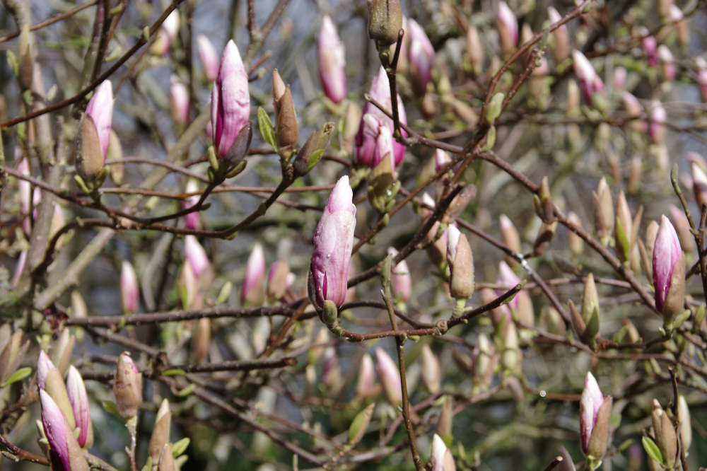 Abundance of buds