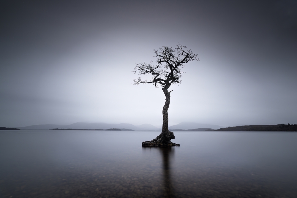 Lone Tree