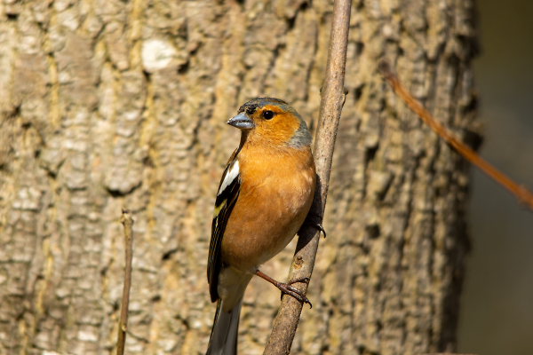 Male Chaffinch