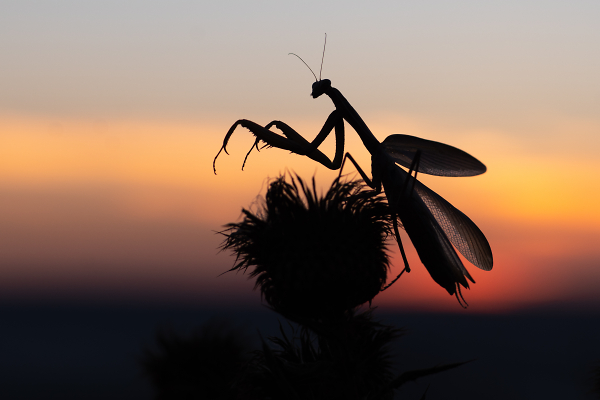 SENTINEL