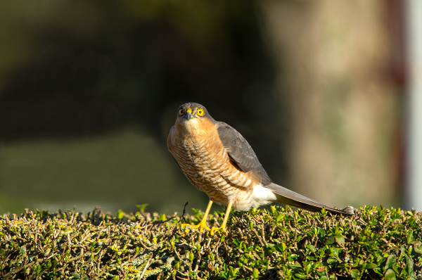 Sparrow Hawk
