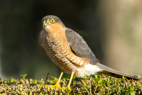 Sparrowhawk