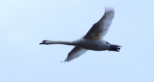 Swan in Flight