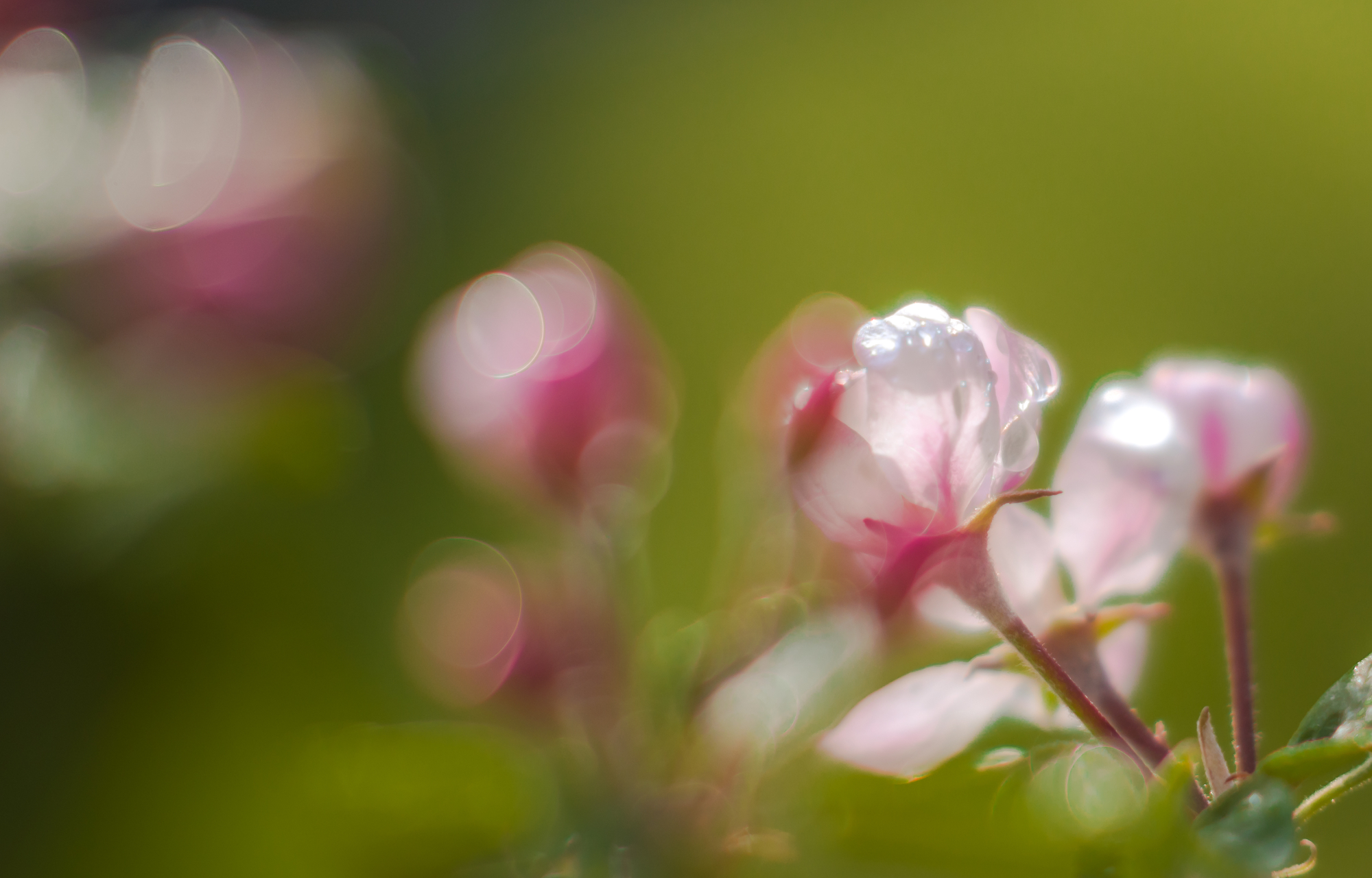 Blossom beauty
