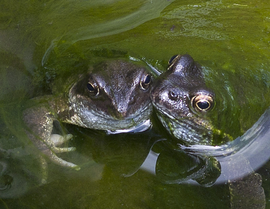 Best Mates