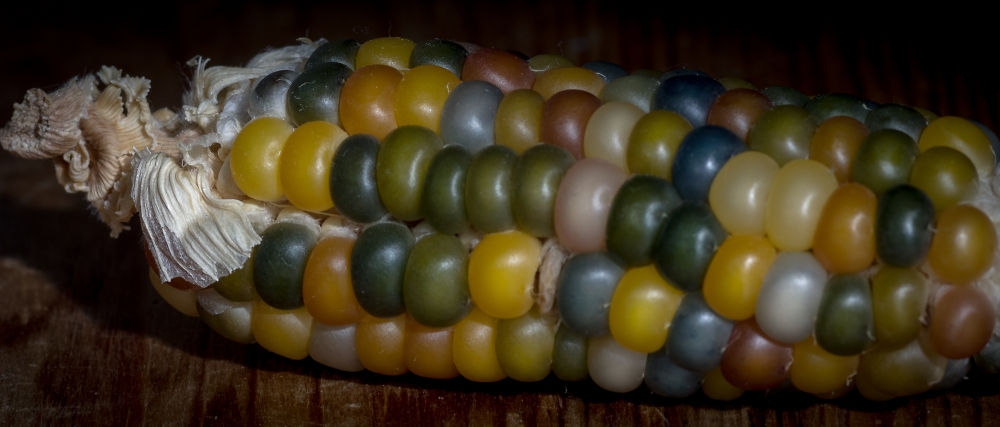 Jewel of the Corn