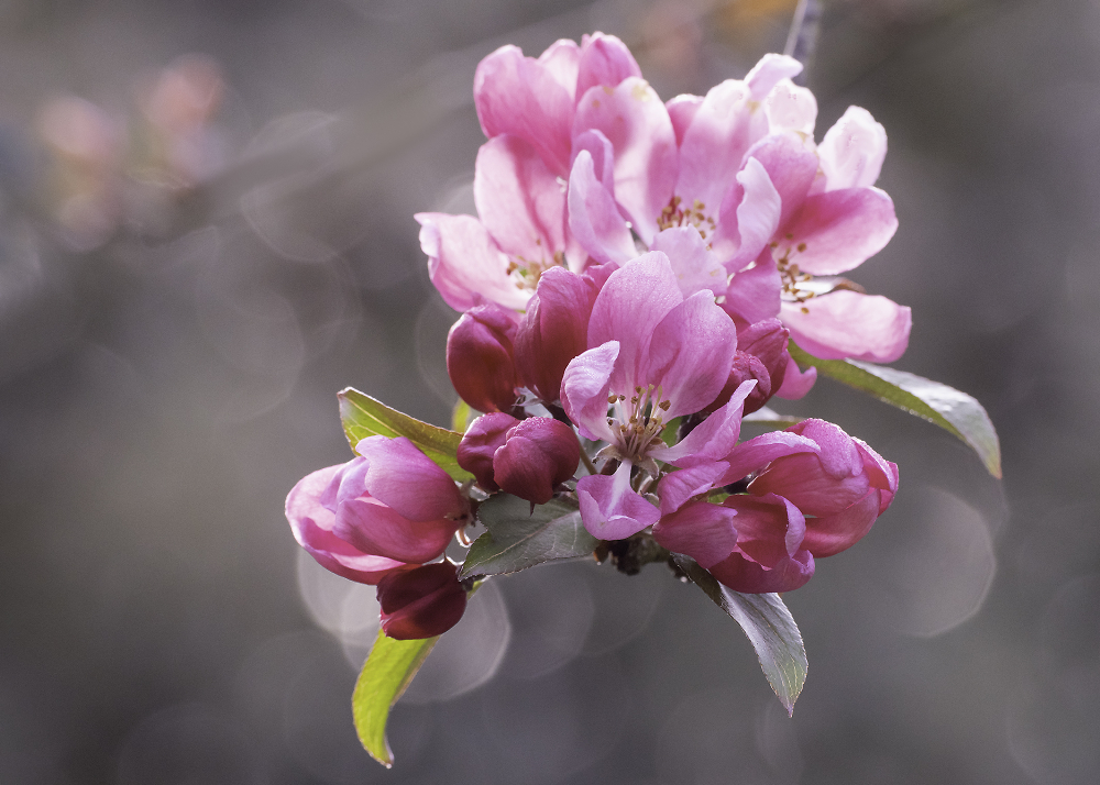 Spring I