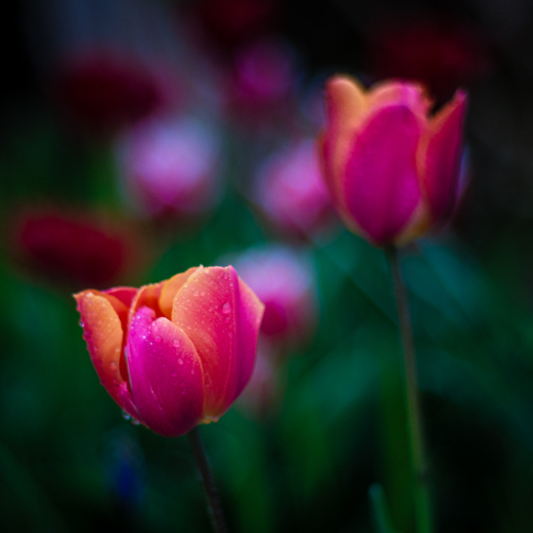 After the Rain.