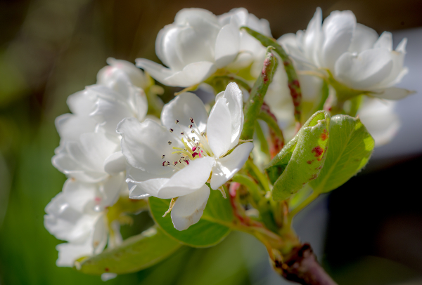 Apple Blossom