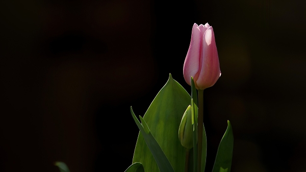 First tulip of the year