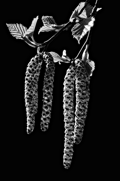 Macro Dance