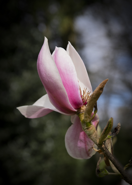 Magnolia Flower