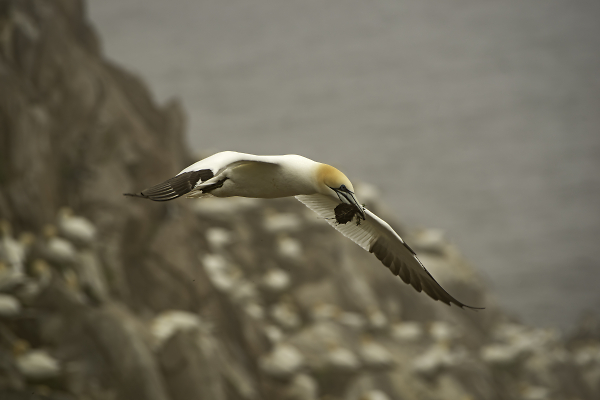 Northern gannet