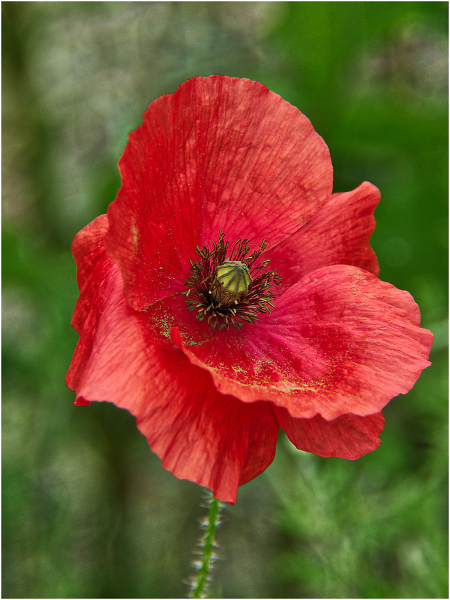Poppy