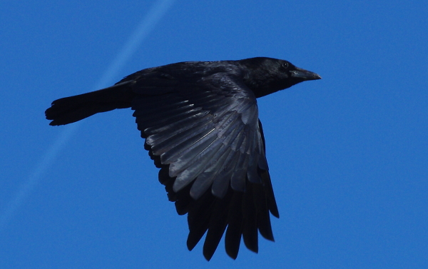 Resident on airport boundary
