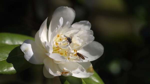 This camelia was a busy lunch venue today.