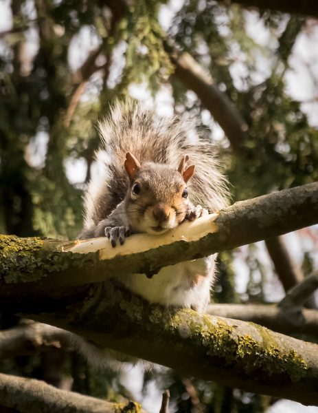 Tree rat.