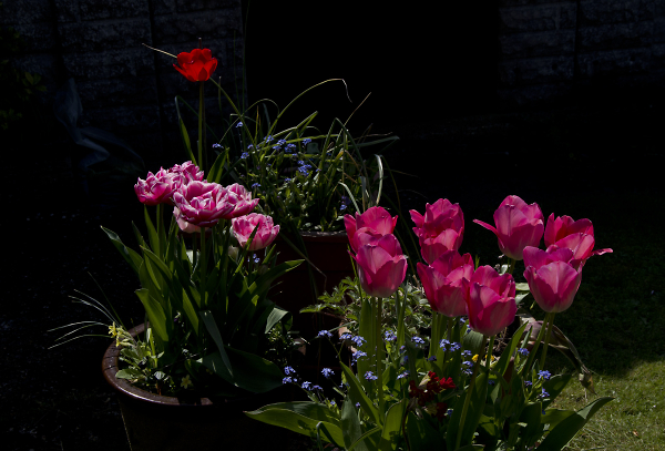 Tulips