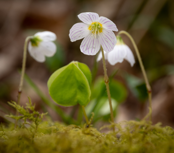 Wood Sorrel.